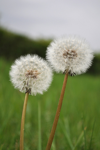 weeds fruit