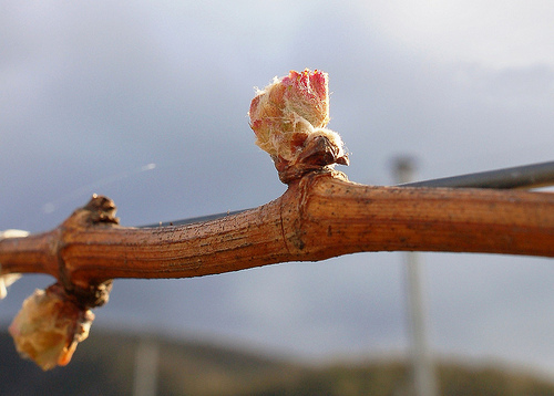 pruned vine