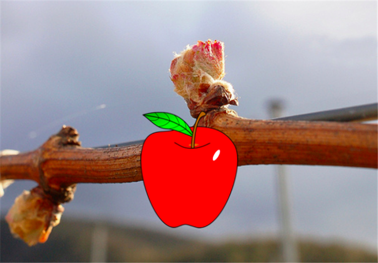 vine apple